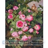 Набор для вышивания "PANNA"  "Живая картина"   JK-2034   "Розы королевы Виктории" 19.5  х 25  см