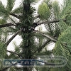 Ель искусственная Premium, 1,5м, зеленая